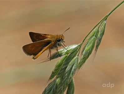 Lulworth Skipper male (Thymelicus acteon) Alan Prowse